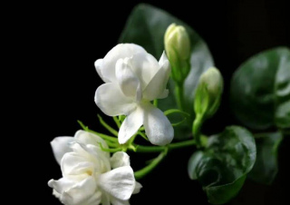 4種漂亮花真皮實，夏天越曬越愛開花，丟露台上開成小花園