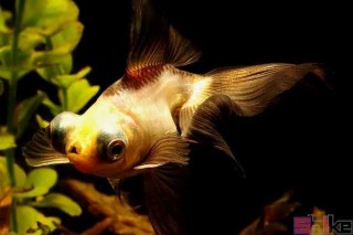 Sbike動植物百科：十大最著名的金魚品系，歷史最悠久的觀賞魚！