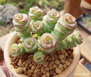 盆栽多肉植物錢串，注意4點，莖葉健康有保障、不黑腐化水