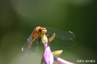 近期，4大星座，紅鸞星動，愛情駕到，順其自然，收獲幸福