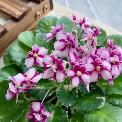 4種專為北陽台而生的花，采光不好照樣生機勃勃，枝繁葉茂開花豔
