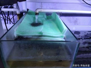 搞好一個魚缸的物理過濾系統，其實並不複雜