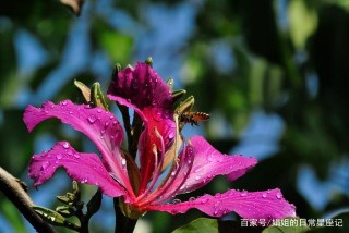 8月下旬，有月老做媒，桃花運勢大開，有望喜逢真愛喜脫單的星座