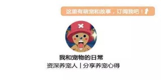 狗狗眼睛痒痒愛流淚，試試這樣來解決！