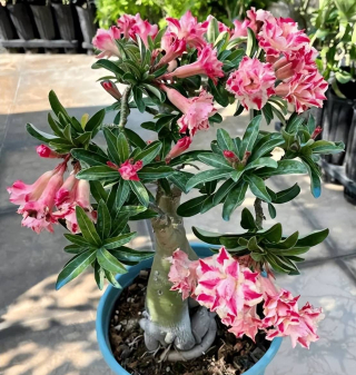 喜歡曬太陽的6種花，越曬開花越旺盛，適合陽台盆栽種植_花卉_長勢_花色