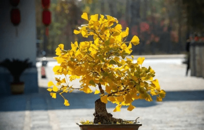 適合居家種植的3種盆栽，鎮宅旺財壽命也長，養幾十年長成傳家寶