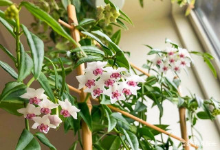 家庭養花：為什麼盆栽只長葉子不開花？