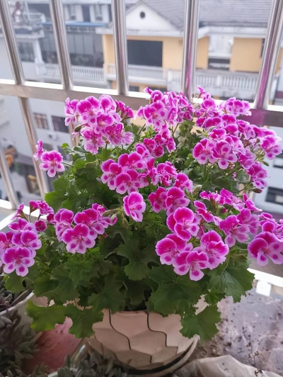 春天養花就選這５種，皮實好養花開一茬接一茬，輕松開出小花園