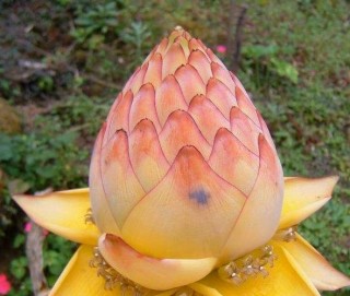 它被譽為“佛花”，吉祥且珍貴，愛好盆栽重視一下