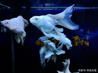 某些觀賞魚需要適度鍛煉，不能養成溫室裏的花朵