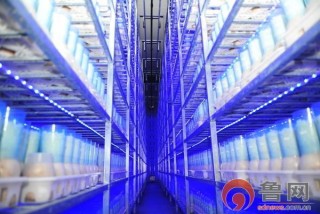 脫貧攻堅看山東：小蘑菇帶來大財富 鄒城“虛擬就業”助力脫貧攻堅