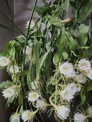 這些花就愛“喝點酒”，30天喝一杯，葉片油綠開花旺_花卉_花色_長勢