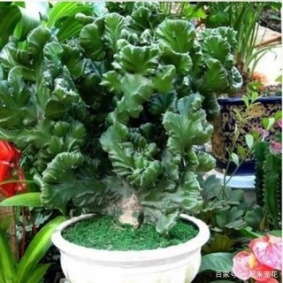 3種其貌不揚的植物，養一盆家裏變成“天然氧吧”，是盆栽佳品！