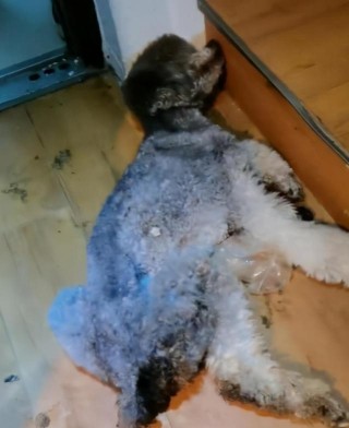 男子疑似將領養貓狗棄養在出租屋，致兩小狗死亡，男子：我錯了