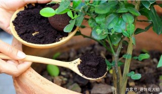 咖啡渣養花的5大妙用，教你盆栽植物不用再愁肥料的事情