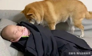 麻麻給小嬰兒蓋被子，毛孩吃醋搶占被角：誰還不是個寶寶了