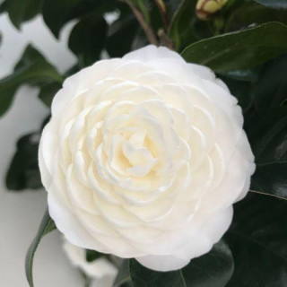 這種木本植物，花色“冰清玉潔”，顏值高、有檔次，是盆栽佳品
