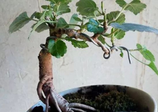 家裏養了盆桑樹，吃與觀賞兩不誤！