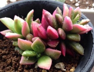 吹雪之松錦頂端葉片似蓮花展開，葉面厚實，五彩雍華適宜小盆栽種