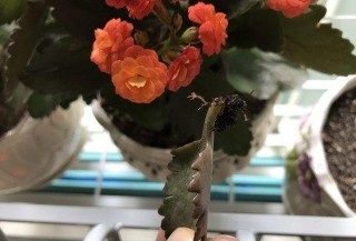 這些花養在陽台，好養開花爆滿，花開後陽台宛若仙境，香氣撲鼻
