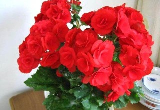養花前做一件小事情，養花10年不生蟲，開花呼呼滴
