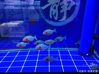 為什麼養魚的一缸清水，幾天就變成了一鍋高湯？因為作料加多了