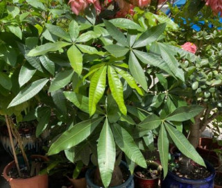 高溫多數植物不敢施肥，這四種室內盆栽，溫度越高，越要大水大肥
