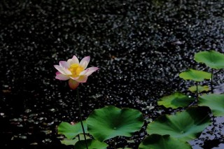 10月中旬，將有好運撲面而來，事業旺福來到，人生順利逆襲的星座