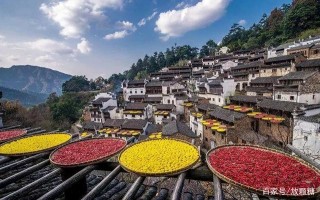 國內“最黃”的旅遊景區，在溫暖的初春，悄然開滿了油菜花