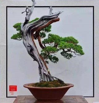 盆景欣賞，人有各相，樹有各形