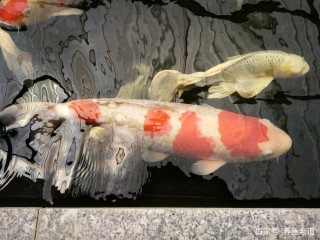 對於觀賞魚品種的選擇，皆因個人愛好，有些魚再好也未必飼養
