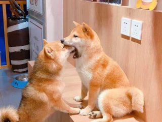 柴犬是很可愛 但你真的做好准備了嗎？細數柴犬的優缺點