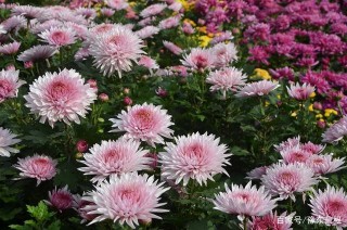 河南內鄉：縣衙邀您賞菊韻花海 品廉政文化