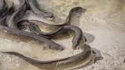 河水中毒品濃度超標，專家：會讓瀕危鰻魚「太嗨」並