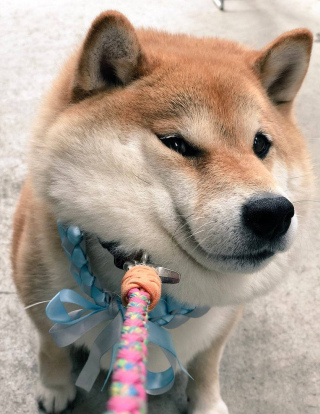養柴秘籍之柴犬是怎樣練成的