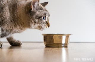 9種方法幫助你家便秘的貓
