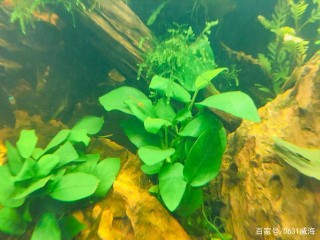 觀賞魚死亡或停止生長，說一下食物，新人注意（風險大，莫粘手）