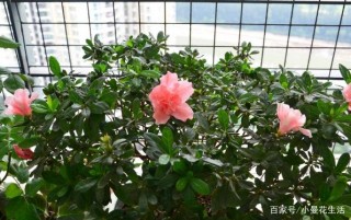 不願拿水肥養花？就用這幾樣球球，盆栽兩、三個月才動手1次