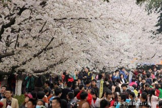 十一假期誰才是贏家？江蘇旅遊崛起，陝西旅遊慘淡