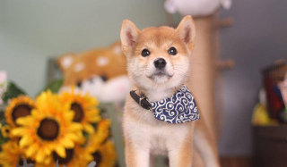 所有柴犬都倔強嗎？柴犬性格到底好不好？