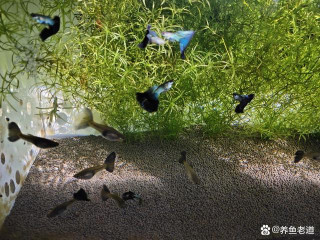 小魚缸也會有難題，只要打氧了，觀賞魚就不會死嗎？