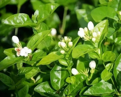 羨慕別人家的茉莉滿頭花苞，教你幾個小技巧，學會了照樣花開不斷