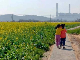在汕頭潮陽區有油菜花開遍地金，鄉村旅遊好風光