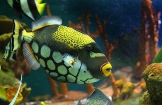 它是世界上最具觀賞性的魚之一，被人們稱為“炮彈”，來自大海