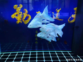 為什麼觀賞魚患病嚴重不必治療？本來就不該治，活該養不好魚