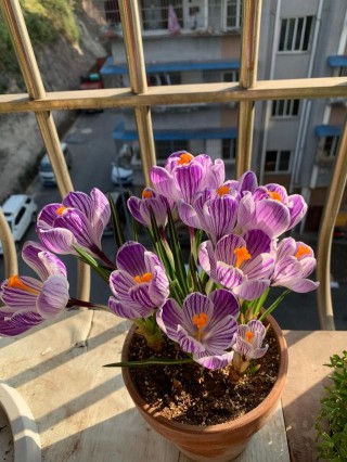 世界名花“番紅花”，不只是名貴藥材，還是盆栽良品，很容易養活