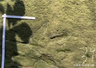 “巨大雞爪痕跡”出現在重慶公園，古生物學家揭開真相！