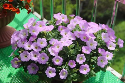 號稱“開花小能手”的5種花，好養好看適合新手，多季節有花賞