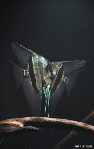 單反拍攝——我飼養的觀賞魚