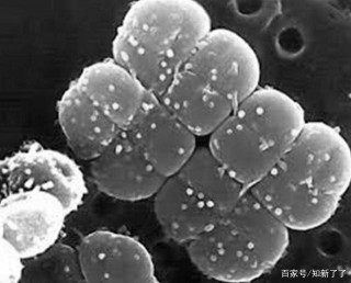 地球生命來自於外星？細菌在太空環境的存活實驗也許能證明